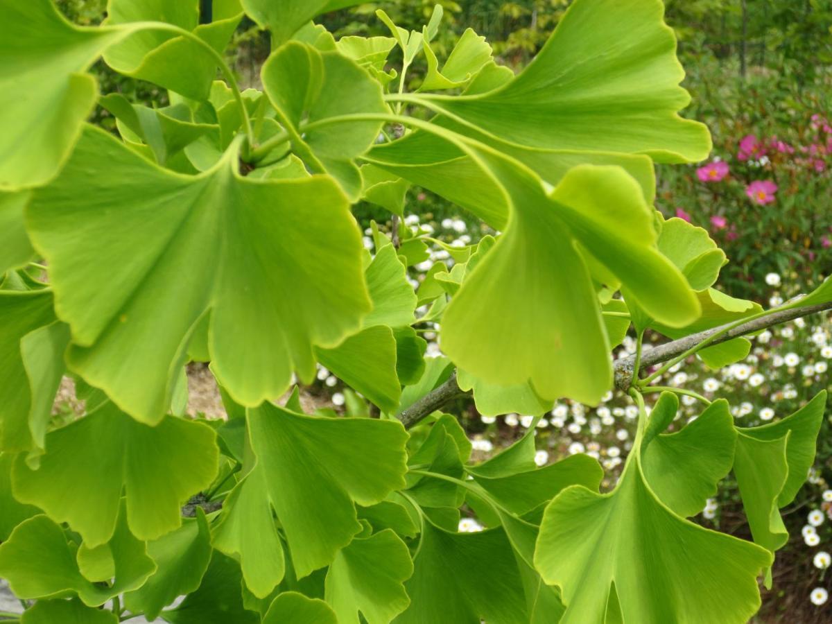 Twin Ginkgo Villa Giverny Bagian luar foto